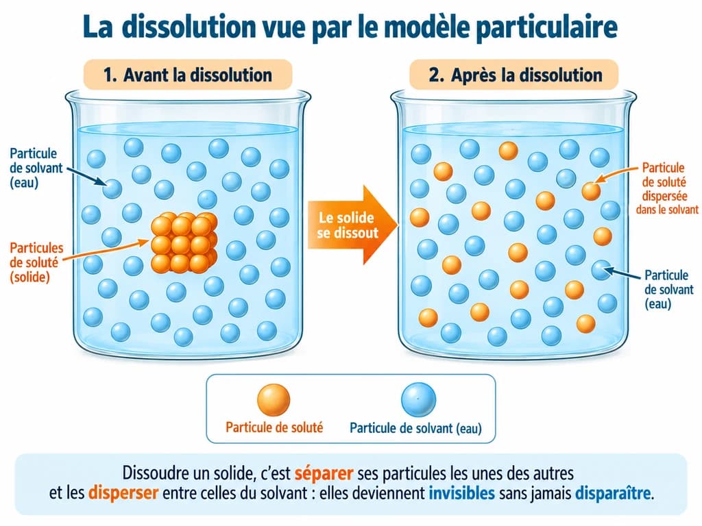 La dissolution vue par le modèle particulaire (Physique-Chimie 1AC) La dissolution vue par le modèle particulaire : Dissoudre un solide, c'est séparer ses particules les unes des autres et les disperser entre celles du solvant : elles deviennent invisibles sans jamais disparaître.